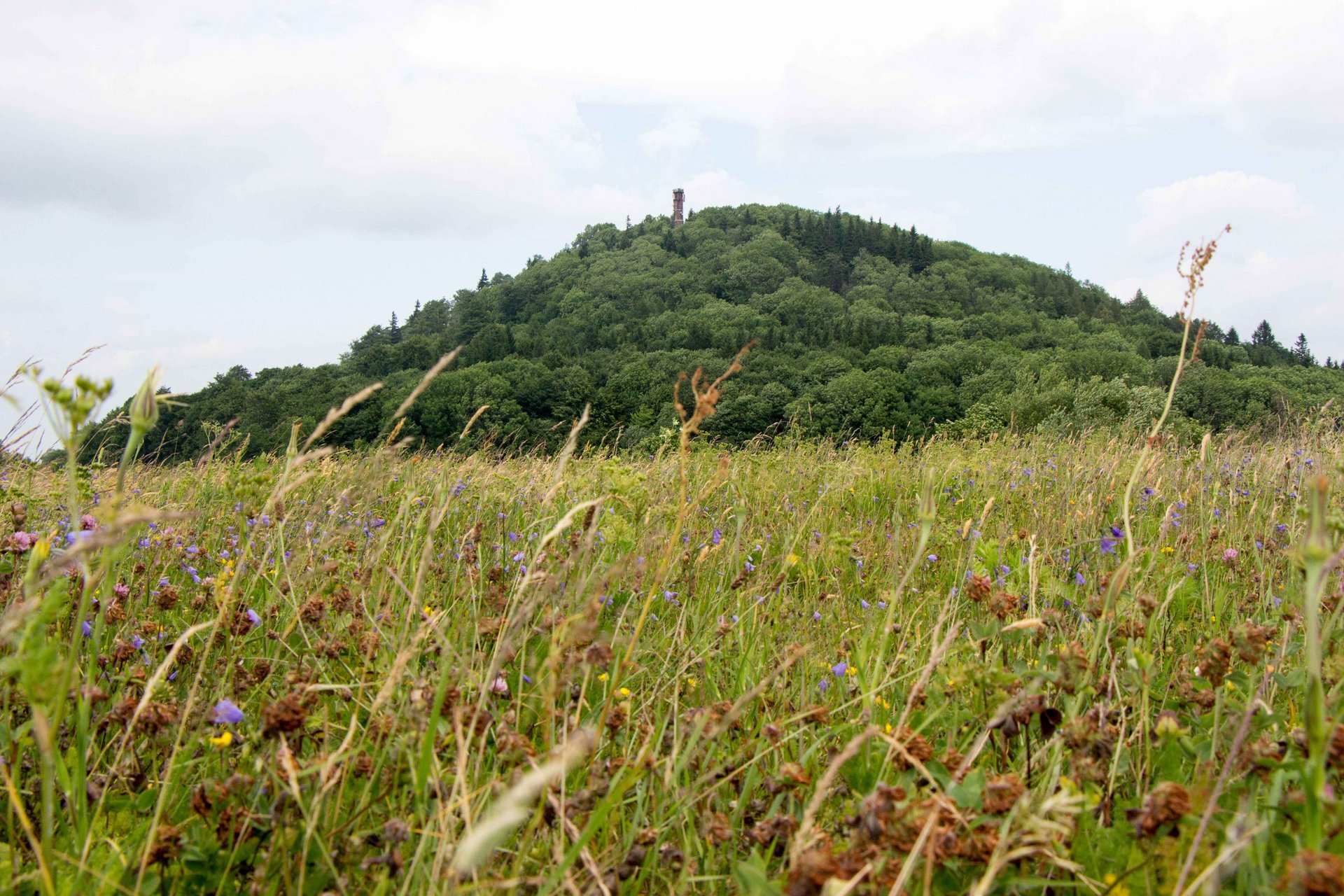 Bergwiese