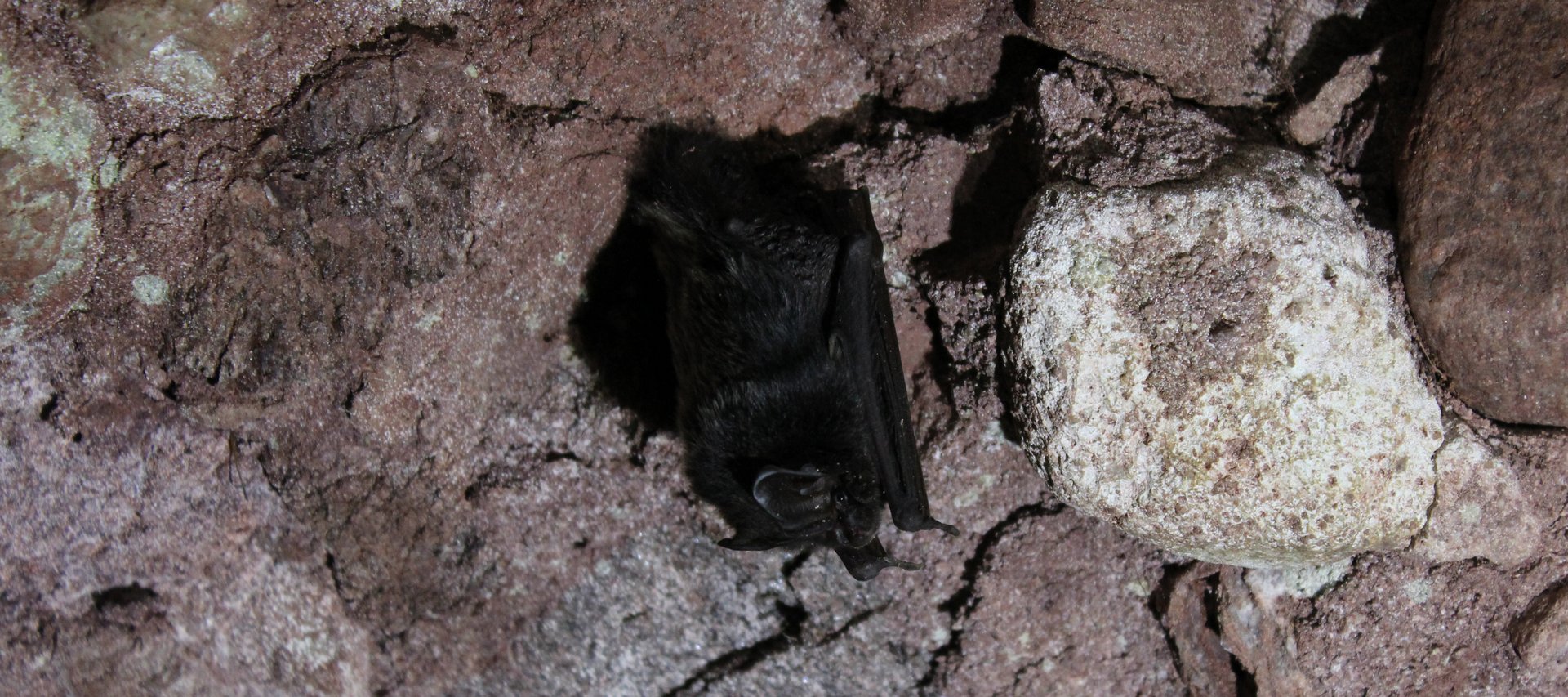 Mopsfledermaus (Barbastella barbastellus)