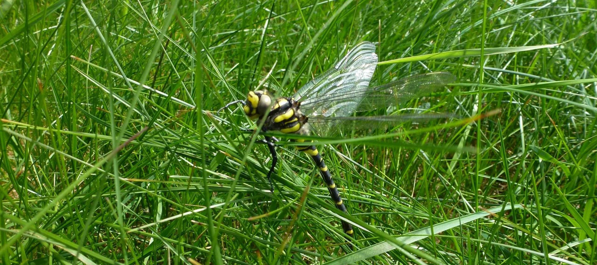 Zweigestreifte Quelljungfer (Cordulegaster boltonii)