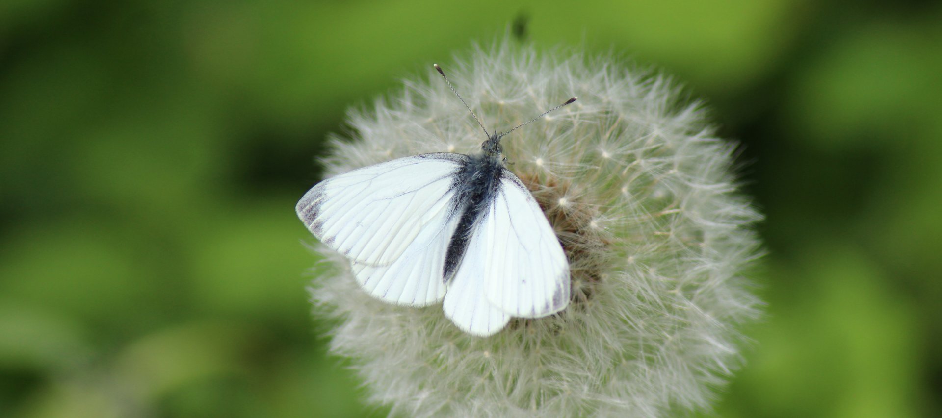 Weiblicher Aurorafalter (Anthocharis cardamines)