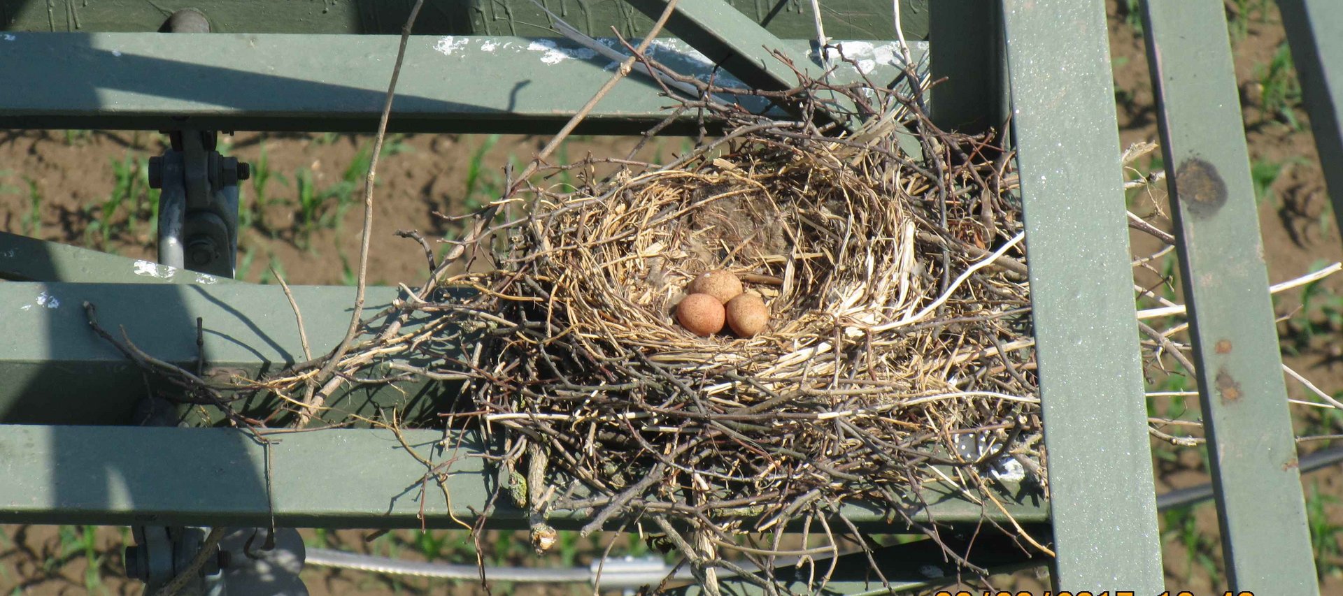 Fernleitungsmast mit Nest