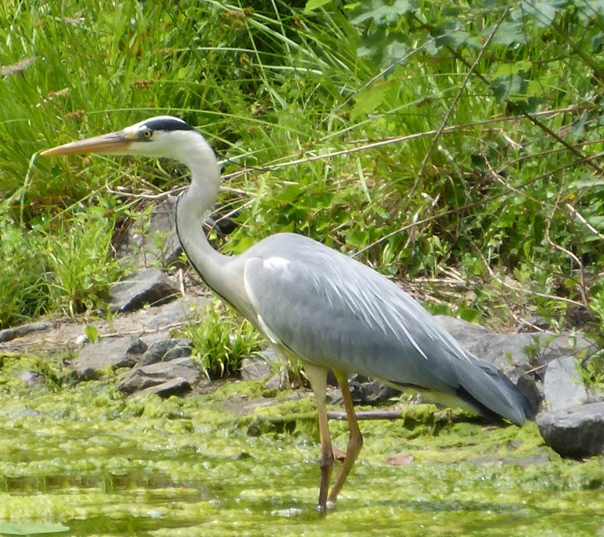 Graureiher (Ardea cinerea)