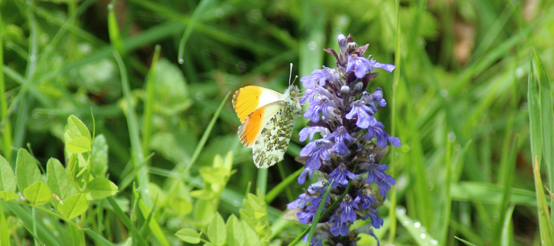 Männlicher Aurorafalter (Anthocharis cardamines)