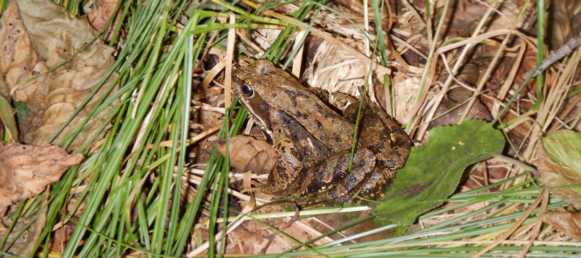 Grasfrosch (Rana temporaria)