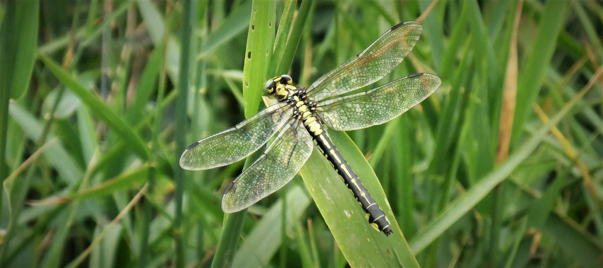 Gemeine Keiljungfer (Gomphus vulgatissimus)