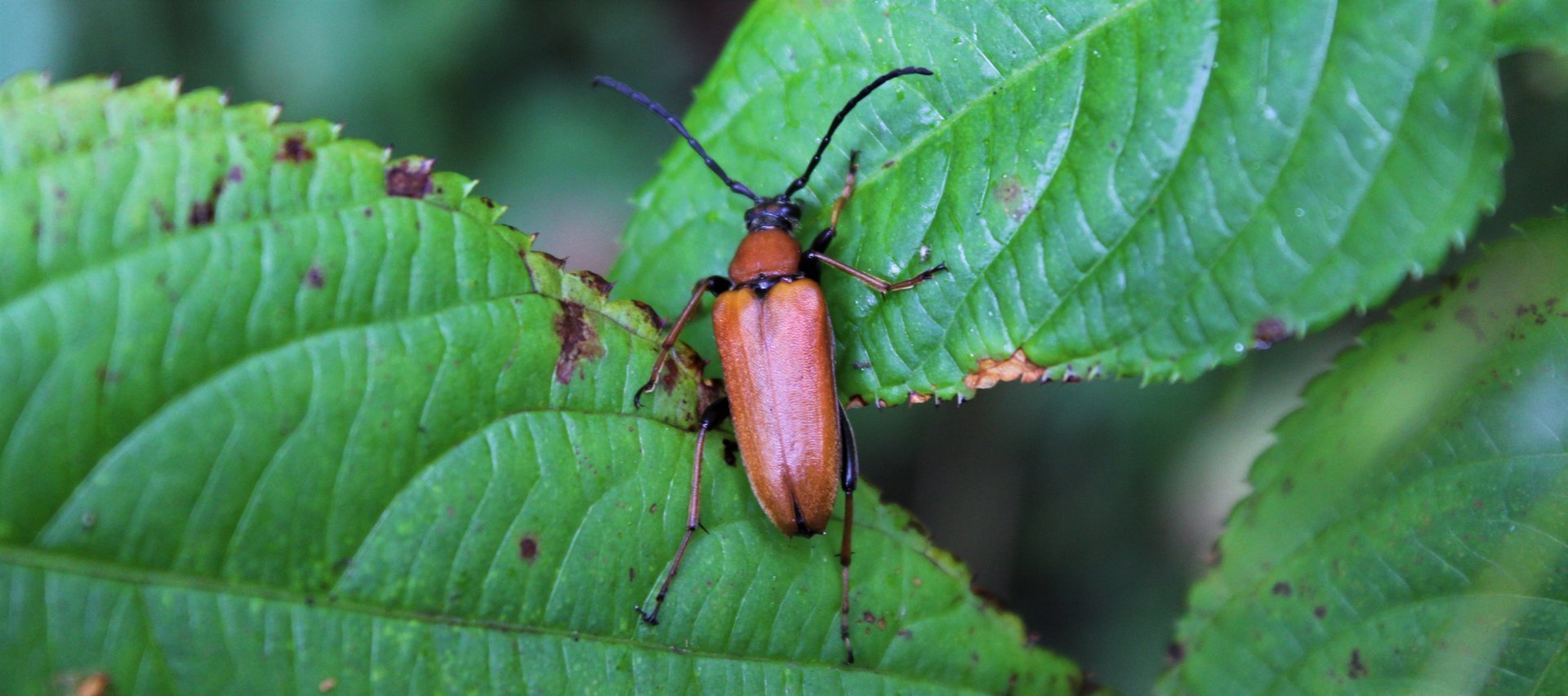 Rothalsbock (Stictoleptura rubra)