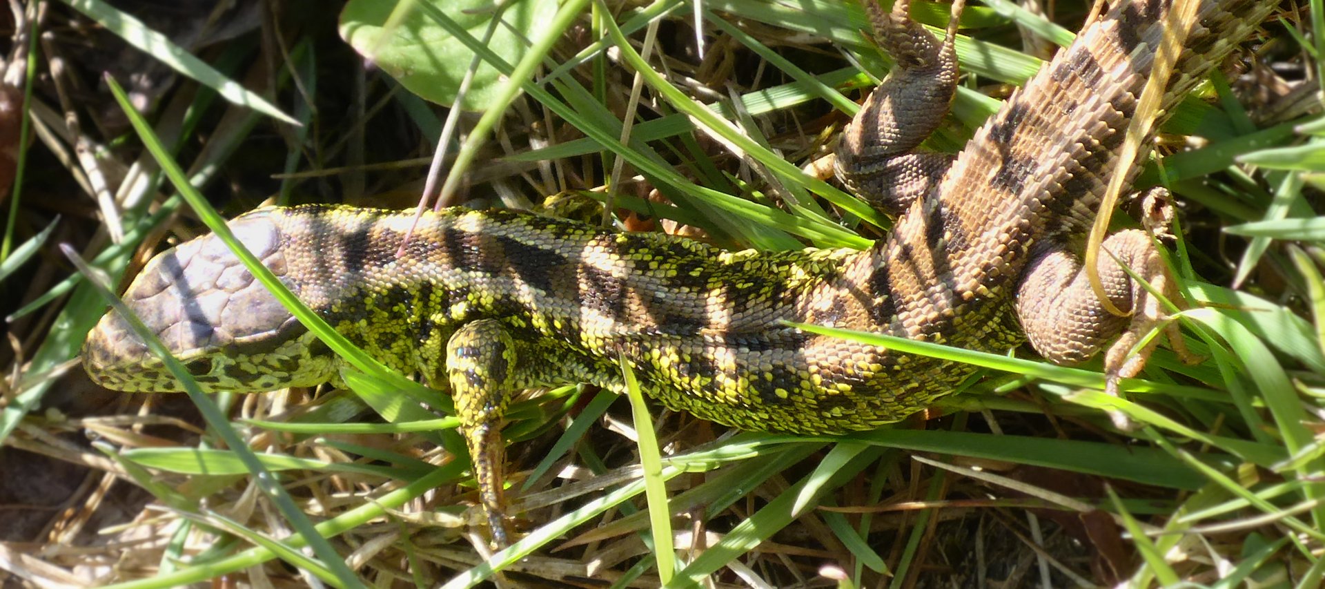 Zauneidechse (Lacerta agilis)