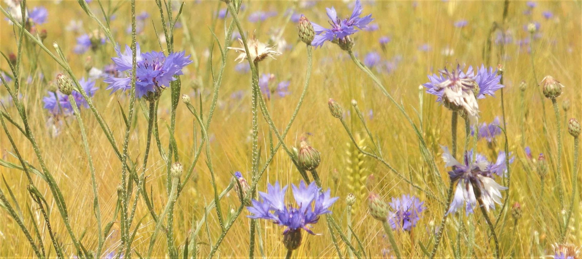 Kornblumen auf Getreidefeld