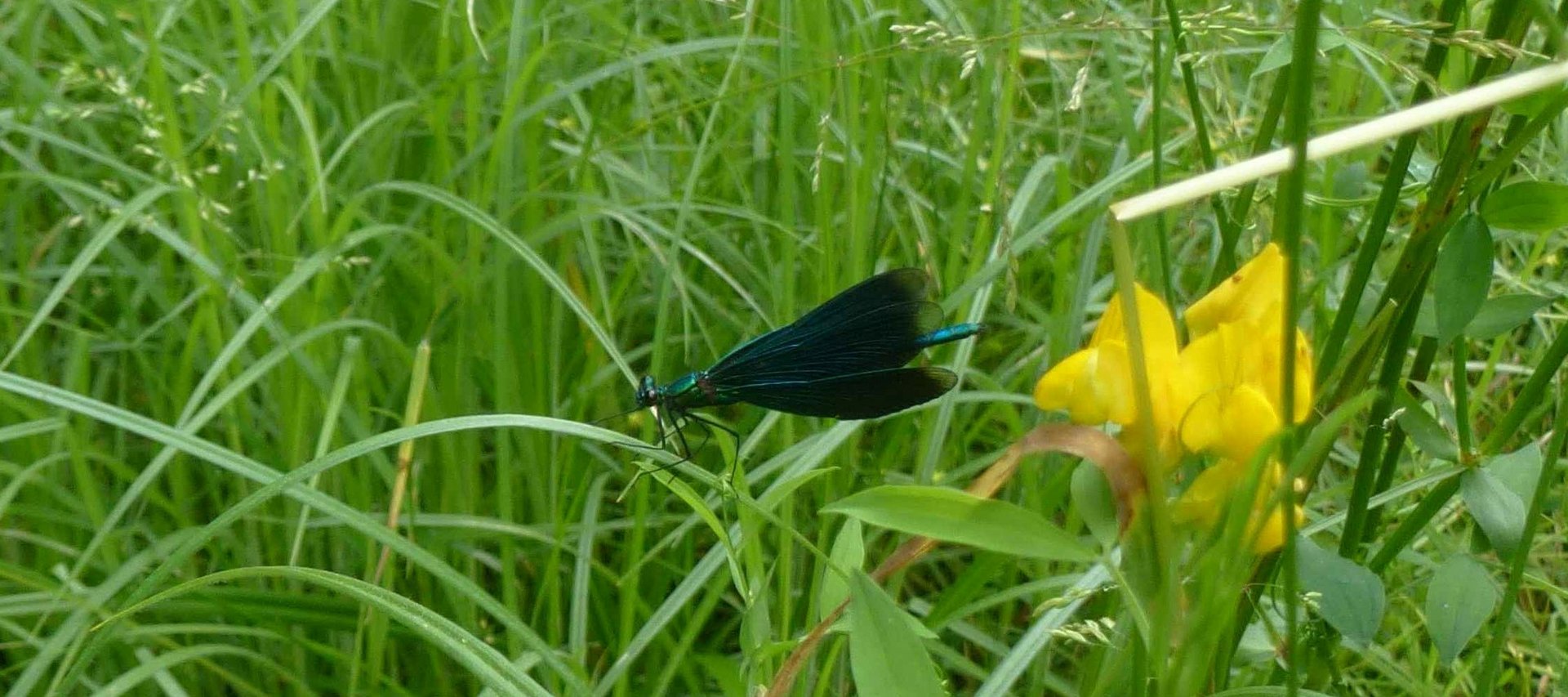 Blauflügelige Prachtlibelle (Calopteryx virgo)