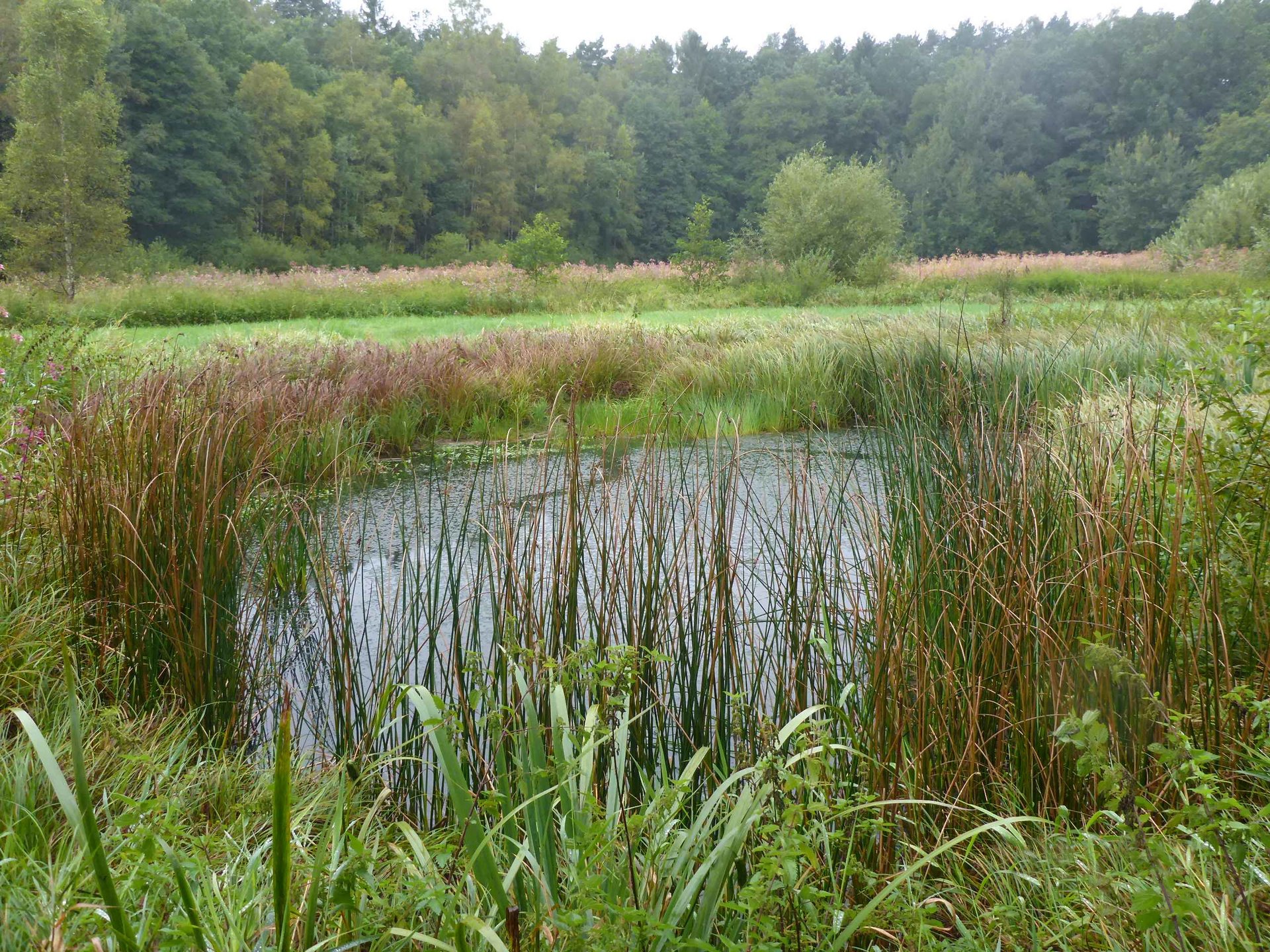 Teich mit dichter Ufervegetation