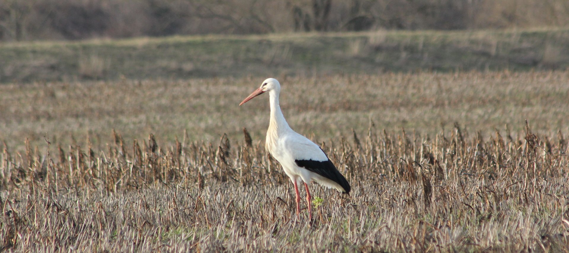 Weißstorch (Ciconia ciconia)