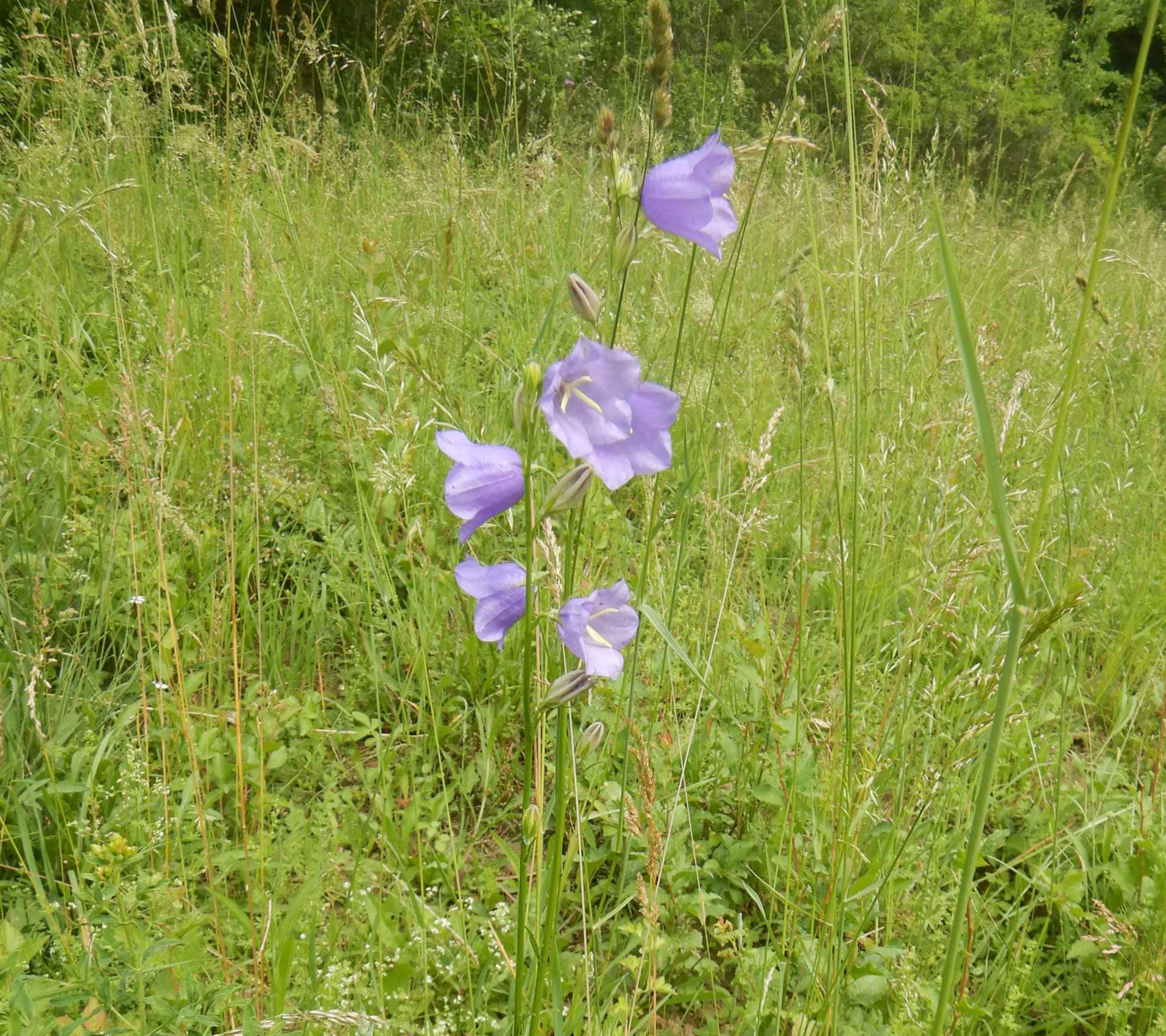 Glockenblume