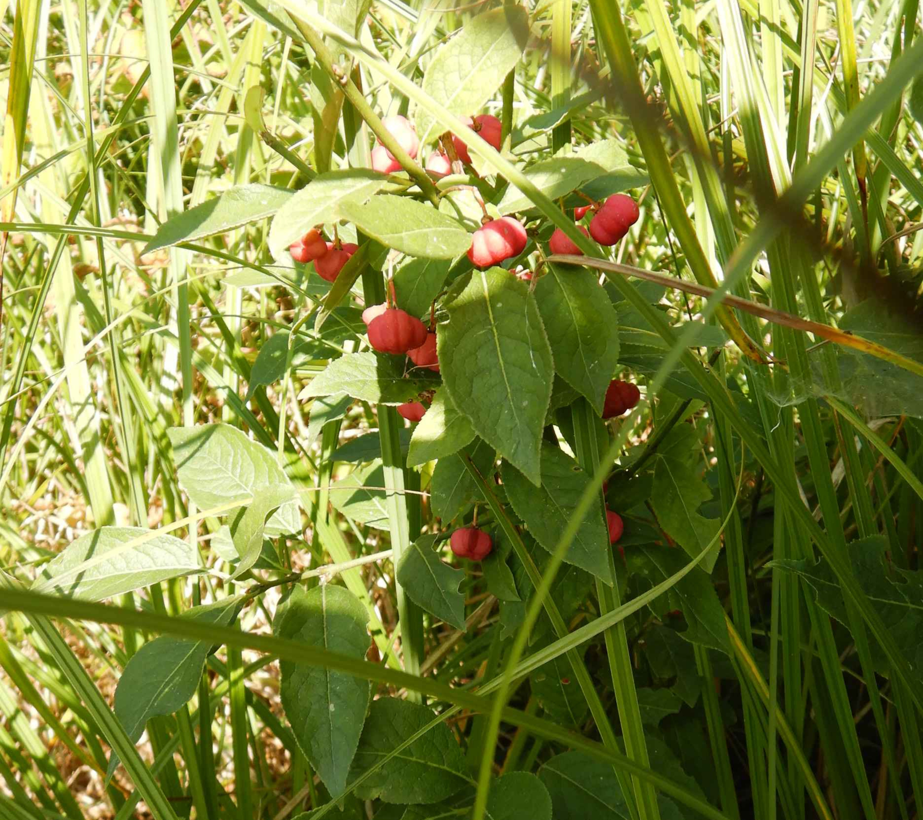 Pfaffenhütchen (Euonymus europaeus)