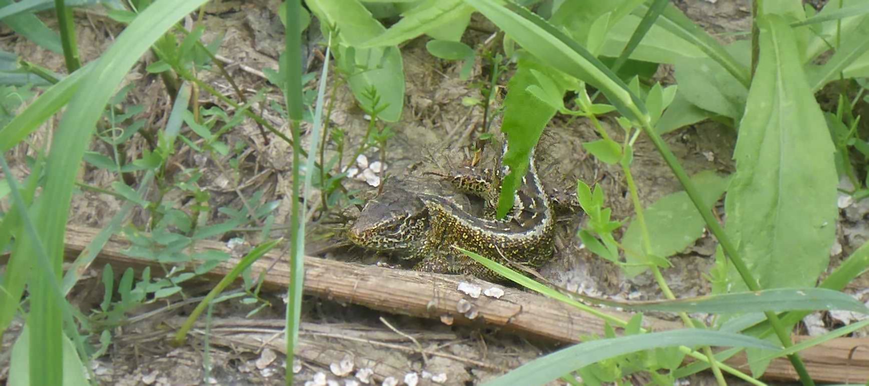 Zauneidechse (Lacerta agilis)