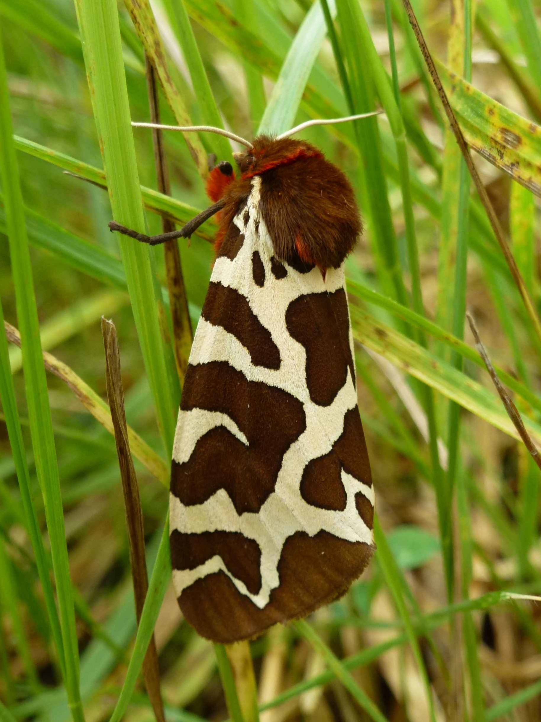 Brauner Bär (Arctia caja)