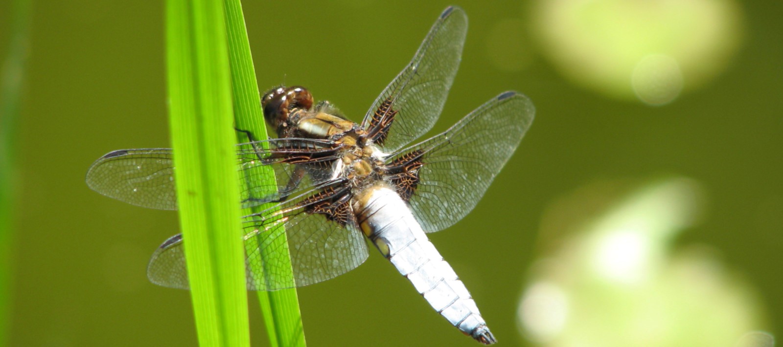 Plattbauch (Libellula depressa)