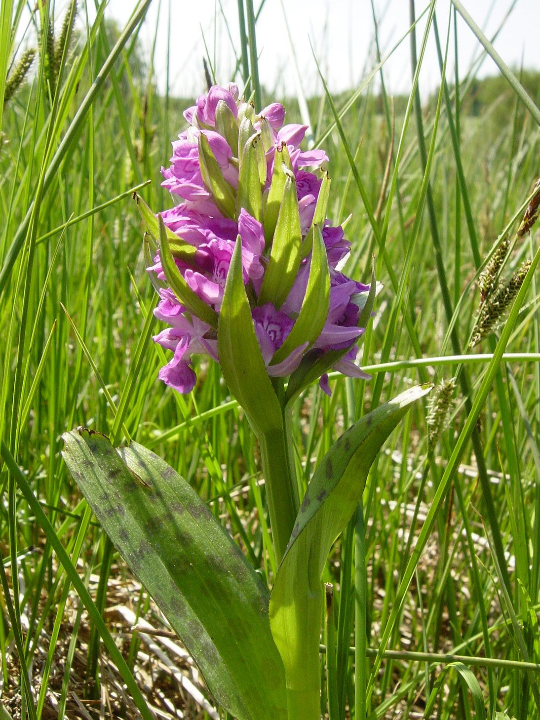 Breitblättriges Knabenkraut (Dactylorhiza majalis)