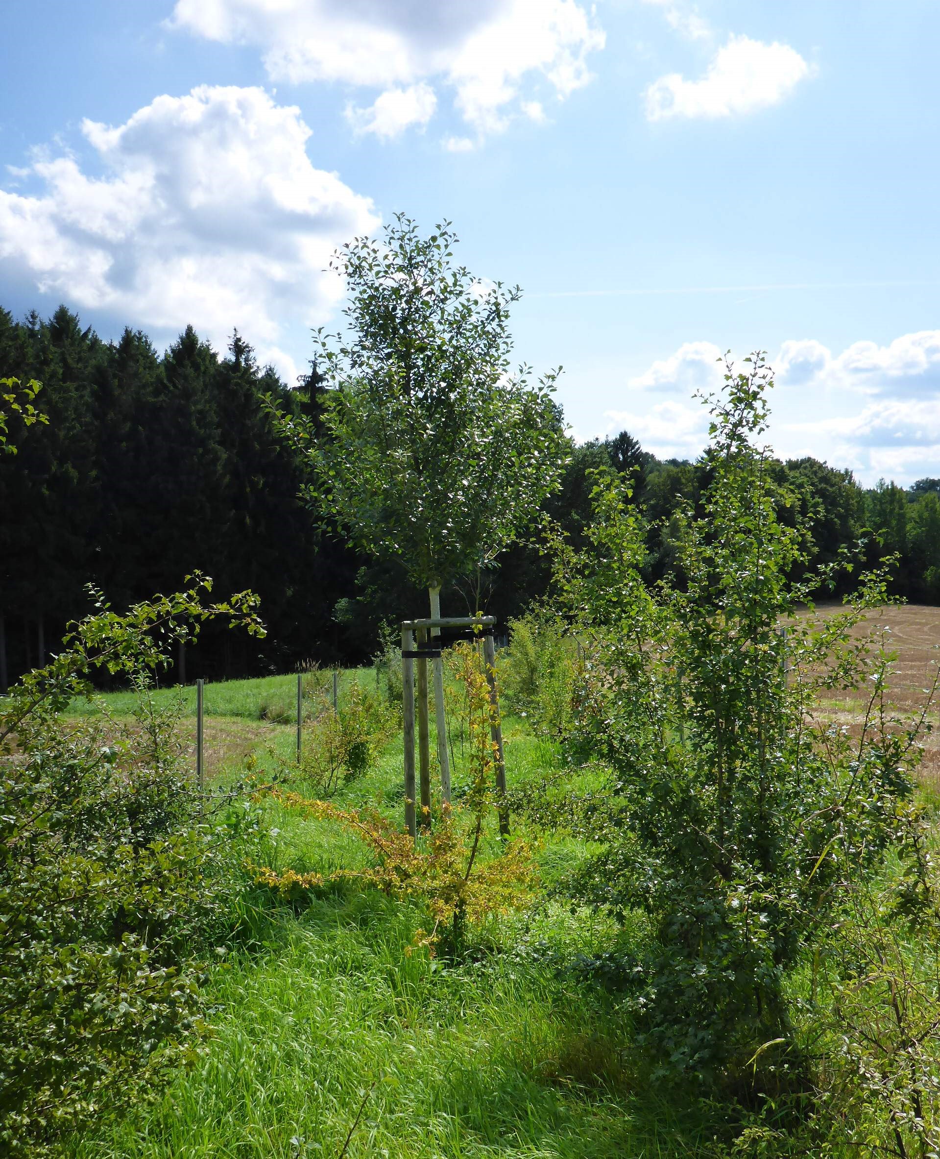 Zustand Feldhecke nach Ende der Entwicklungspflege