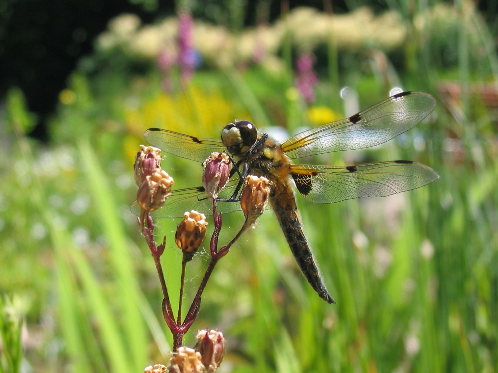 Libelle