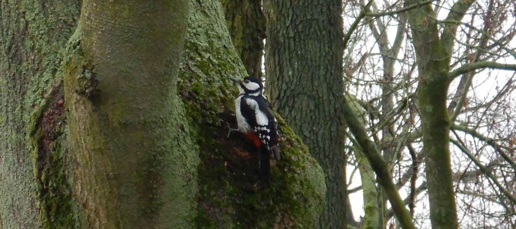 Buntspecht (Dendrocopos major)