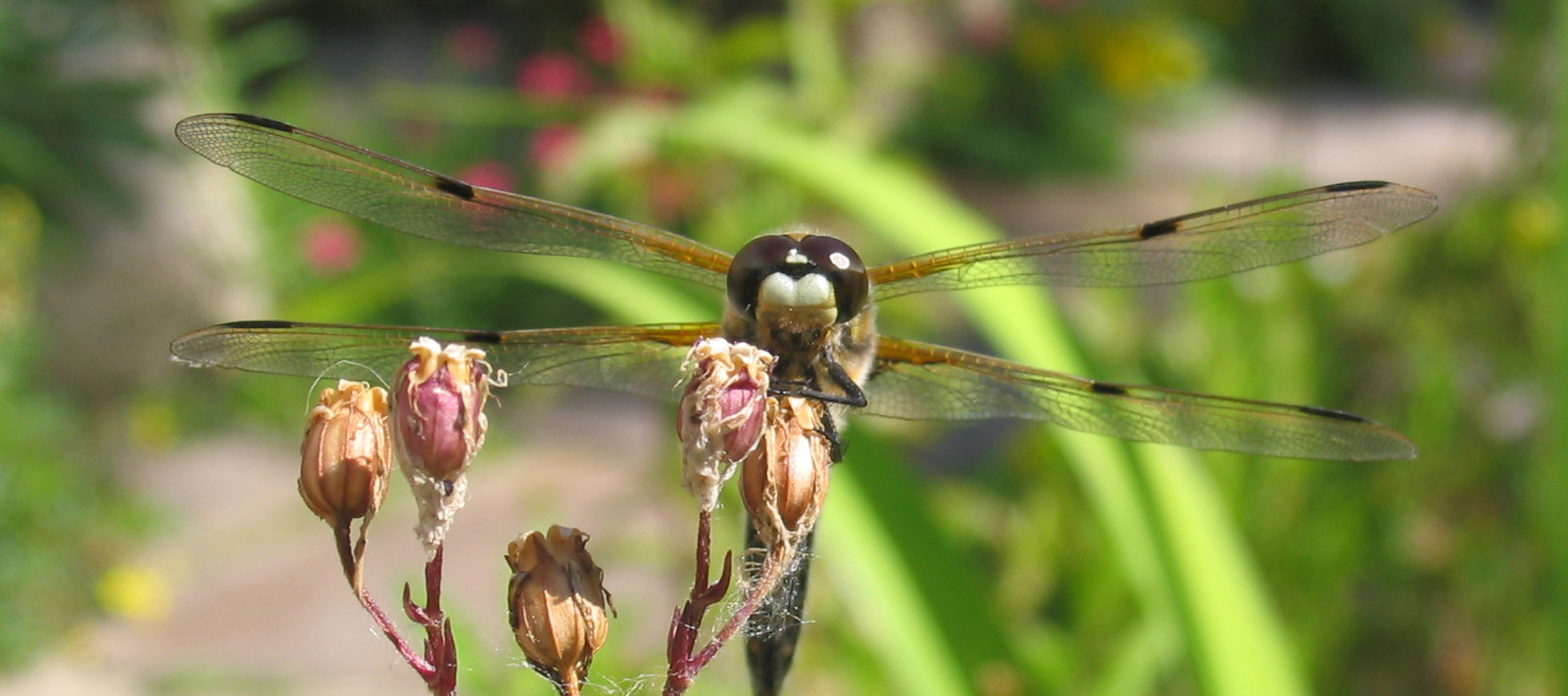 Libelle