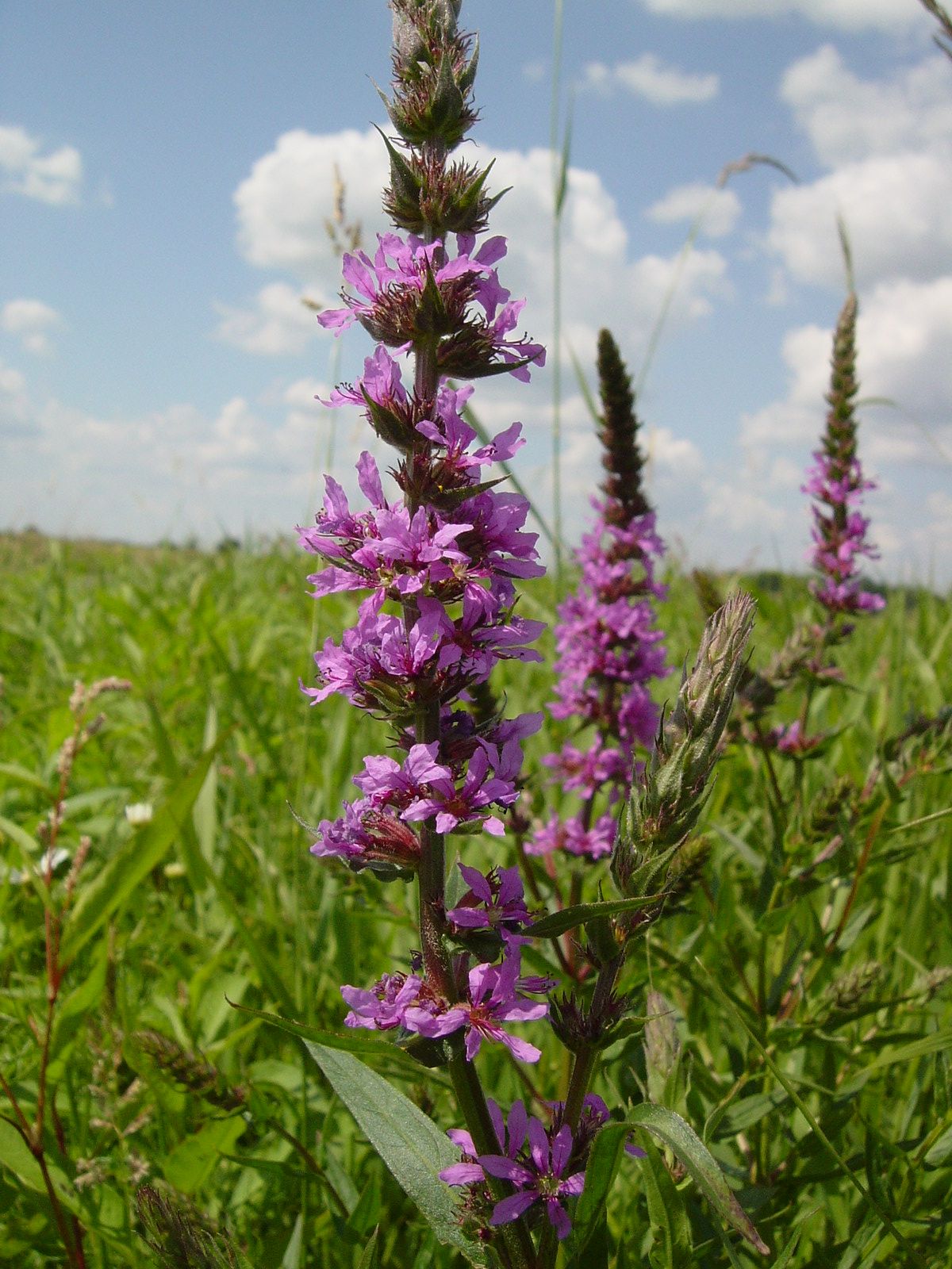 Lythrum salicifolium