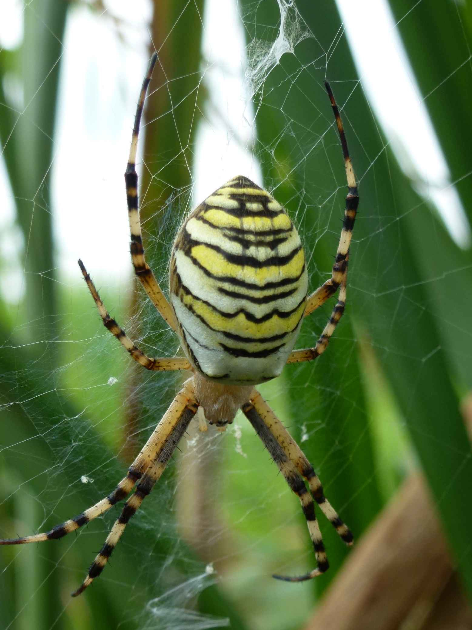 Wespenspinne (Argiope bruennichi)